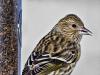 American Goldfinch