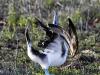 Blue-Footed Boobie