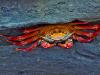 Sally Lightfoot Crab