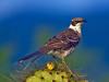Galapagos Mockingbird