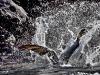 Splash