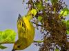 Yellow Warbler