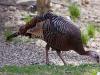 Wild Turkey