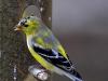 American Goldfinch