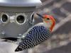 Red-bellied Woodpecker