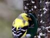 American Goldfinch