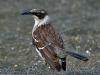 Galapagos Mockingbird