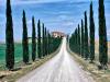 Cypress