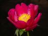 Red Peonies