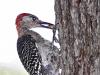 Woodpecker