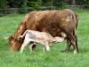 Nursing Cow