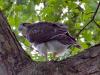 Red-tailed Hawk