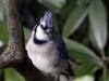 Blue Jay