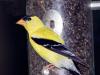 Goldfinch
