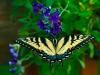 Yellow Swallowtail