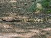 Rattlesnake