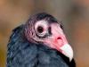 Turkey Buzzard