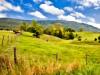 Meadow #1