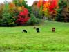 Meadow #2