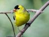 Goldfinch