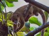 Kinkajou