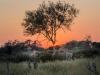 Giraffes at Sunrise