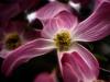 Pink Dogwood
