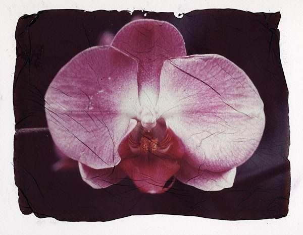 orchid1