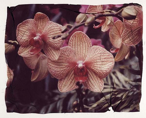 orchid2