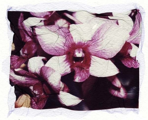 orchid4a