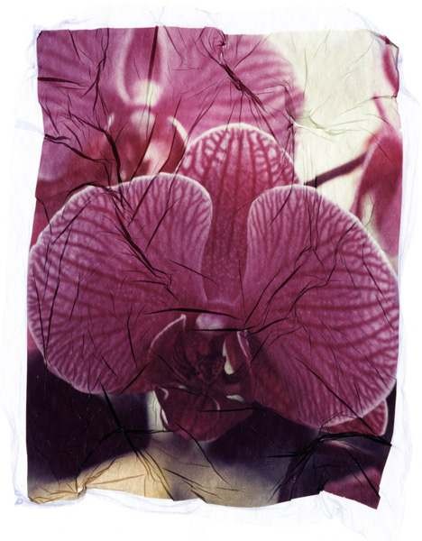 orchid6a