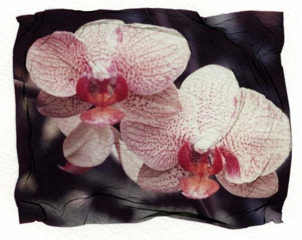 orchid7