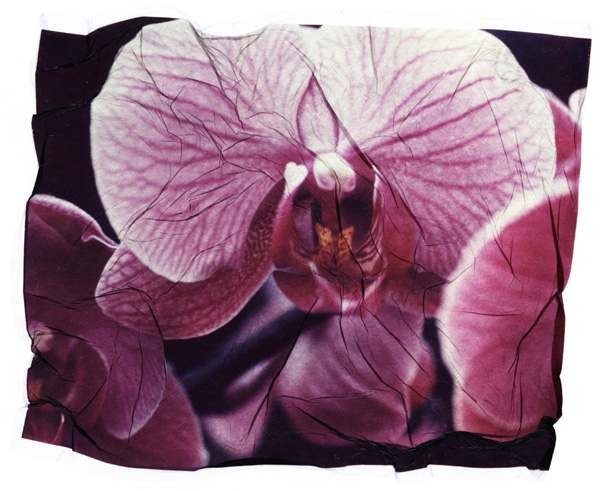 orchid7a