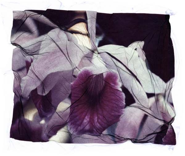 orchid8a