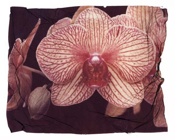 orchid9