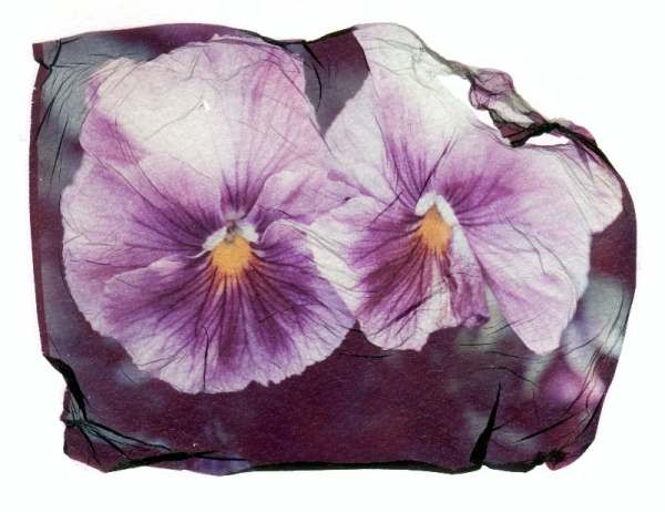 pansy