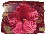 hibiscus2