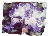 iris1