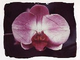 orchid1