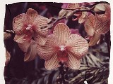 orchid2