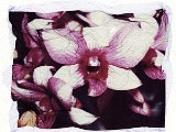 orchid4a
