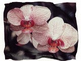 orchid7