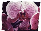 orchid7a