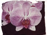 orchid8