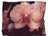 orchid9