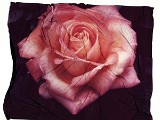 rose6