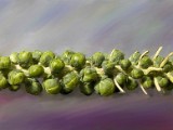 brusselsprouts