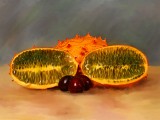 kiwano