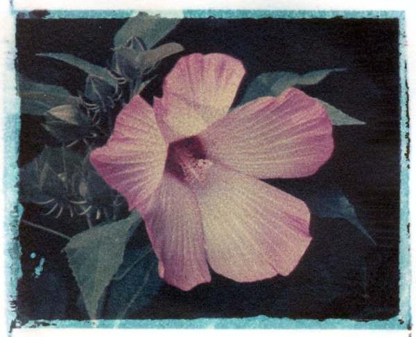 hibiscus3