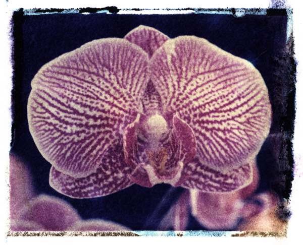 orchid1